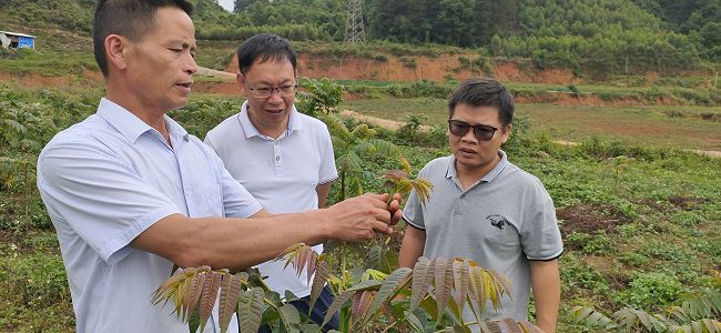 5.農康（右一）與工作隊員、村干實地了解村集體經濟香椿種植基地情況-修圖.jpg